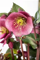 Helleborus 'Charmer' - Christrose 'Charmer'