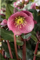 Helleborus 'Charmer' - Christrose 'Charmer'