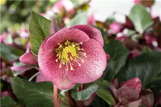 Helleborus 'Charmer' - Christrose 'Charmer'