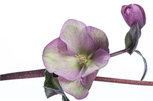 Helleborus 'Frostkiss' - Christrose 'Frostkiss'