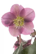 Helleborus 'Frostkiss' - Christrose 'Frostkiss'