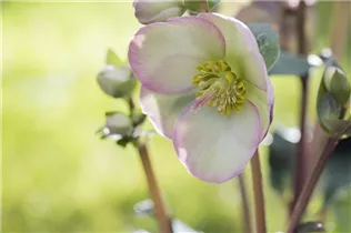 Helleborus x ericsmithii Sally's Shell - Christrose