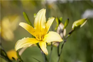 Hemerocallis lilioasphodelus - Frühblühende Wiesen-Taglilie