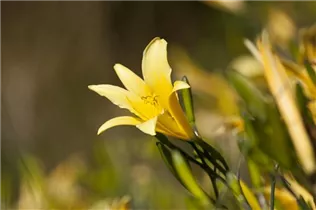 Hemerocallis lilioasphodelus - Frühblühende Wiesen-Taglilie