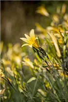 Hemerocallis lilioasphodelus - Frühblühende Wiesen-Taglilie