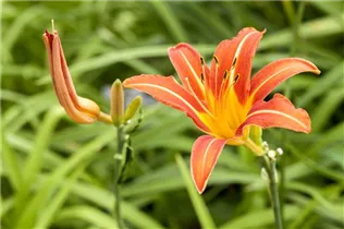 Hemerocallis 'Margaret Perry' - Taglilie