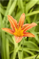 Hemerocallis 'Margaret Perry' - Taglilie