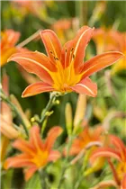 Hemerocallis 'Margaret Perry' - Taglilie