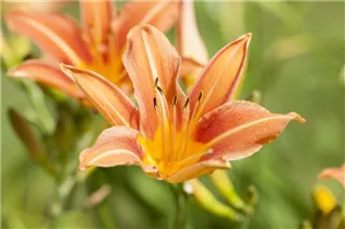 Hemerocallis 'Margaret Perry' - Taglilie