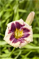 Hemerocallis 'Panda Bear' - Garten-Taglilie