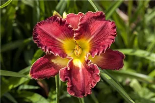 Hemerocallis 'Passion District' - Garten-Taglilie