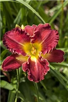 Hemerocallis 'Passion District' - Garten-Taglilie