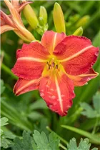 Hemerocallis 'Red Rum' - Garten-Taglilie 'Red Rum'