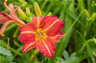 Hemerocallis 'Red Rum' - Garten-Taglilie 'Red Rum'