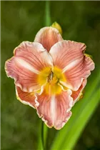 Hemerocallis 'Sahara Sand Storm' - Garten-Taglilie