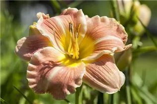 Hemerocallis 'Sahara Sand Storm' - Garten-Taglilie