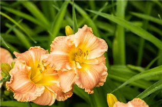Hemerocallis 'Sahara Sand Storm' - Garten-Taglilie