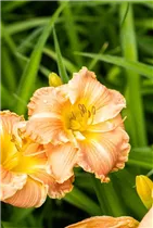Hemerocallis 'Sahara Sand Storm' - Garten-Taglilie