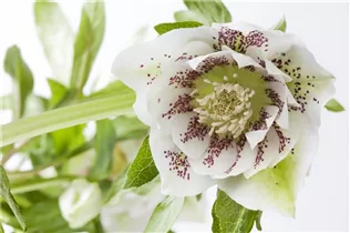 Helleborus orientalis 'Spring Promise' - Helleborus orientalis 'Spring Promise'