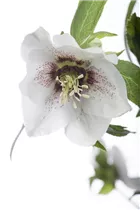 Helleborus orientalis 'Spring Promise' - Helleborus orientalis 'Spring Promise'
