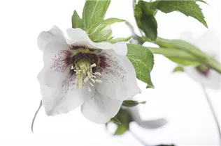 Helleborus orientalis 'Spring Promise' - Helleborus orientalis 'Spring Promise'