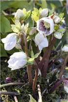 Helleborus orientalis 'Spring Promise Sandra'® - Orientalische Nieswurz 'Spring Promise Sandra'