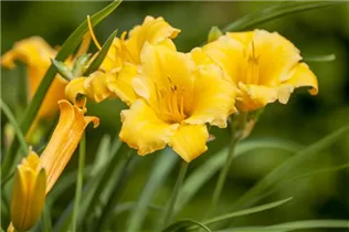 Hemerocallis 'Stella de Oro' - Garten-Taglilie 'Stella de Oro'