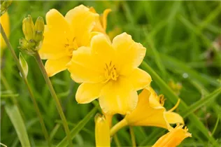 Hemerocallis 'Stella de Oro' - Garten-Taglilie 'Stella de Oro'