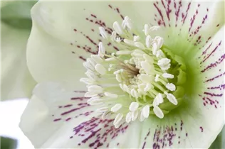 Helleborus orientalis 'Spring Promise Sophie' - Orientalische Nieswurz 'Spring Promise Sophie'