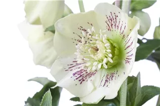 Helleborus orientalis 'Spring Promise Sophie' - Orientalische Nieswurz 'Spring Promise Sophie'
