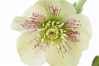 Helleborus orientalis 'Spring Promise Sophie' - Orientalische Nieswurz 'Spring Promise Sophie'