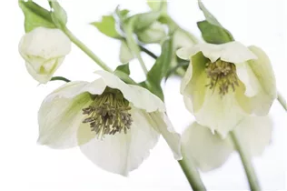 Helleborus orientalis 'Spring Promise Sophie' - Orientalische Nieswurz 'Spring Promise Sophie'