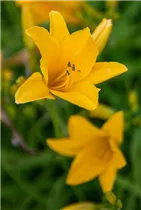 Hemerocallis 'Thumbelina' - Garten-Taglilie 'Thumbelina'