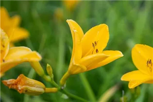 Hemerocallis 'Thumbelina' - Garten-Taglilie 'Thumbelina'