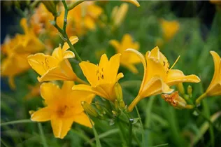 Hemerocallis 'Thumbelina' - Garten-Taglilie 'Thumbelina'