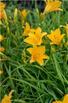 Hemerocallis 'Thumbelina' - Garten-Taglilie 'Thumbelina'