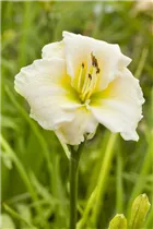 Hemerocallis 'Welfo White Diamond' - Garten-Taglilie
