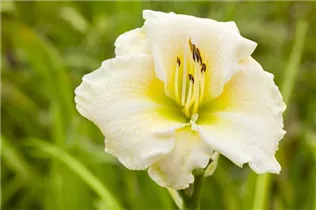 Hemerocallis 'Welfo White Diamond' - Garten-Taglilie