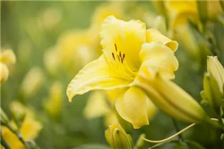 Hemerocallis, gelb - Hemerocallis, gelb