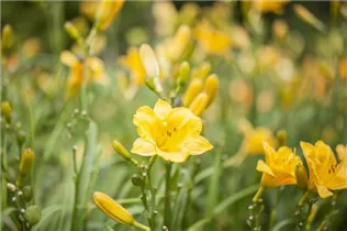 Hemerocallis, gelb - Hemerocallis, gelb