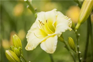 Hemerocallis, gelb - Hemerocallis, gelb