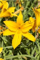 Hemerocallis, gelb - Hemerocallis, gelb