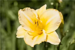 Hemerocallis, gelb - Hemerocallis, gelb