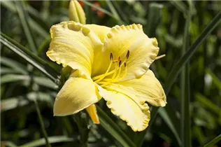 Hemerocallis, gelb - Hemerocallis, gelb