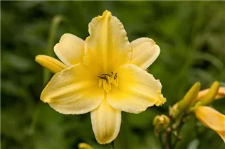 Hemerocallis, gelb - Hemerocallis, gelb