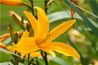 Hemerocallis, gelb - Hemerocallis, gelb