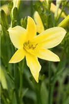 Hemerocallis, gelb - Hemerocallis, gelb