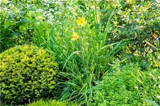 Hemerocallis, gelb - Hemerocallis, gelb