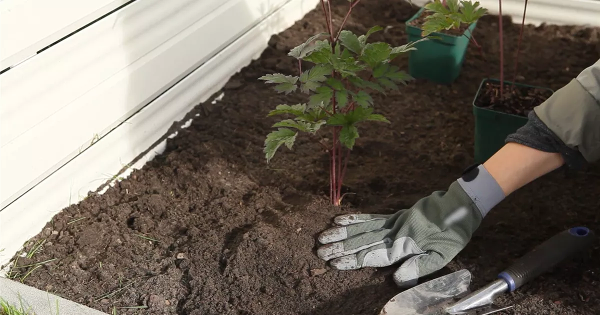  - Silberkerze - Einpflanzen im Garten