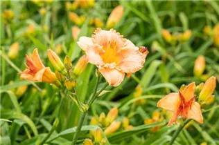 Hemerocallis, orange - Hemerocallis, orange